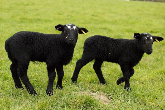 Des agneaux noirs sur un champ herbeux