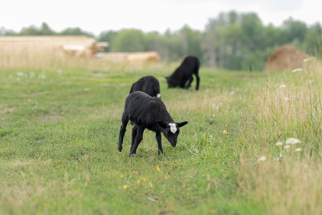 Des agneaux noirs paissent dans le pré. Concept d'élevage sur une ferme écologique.