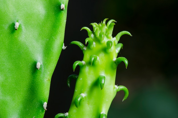 Agrandir la germination des cactus, gros plan