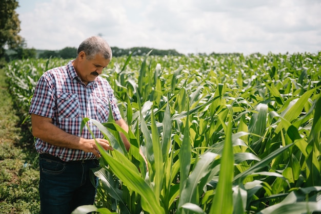 Agriculteur adulte vérifiant les plantes de sa ferme. L'agronome tient la tablette dans le champ de maïs et examine les cultures. Concept agroalimentaire. ingénieur agricole debout dans un champ de maïs avec une tablette.