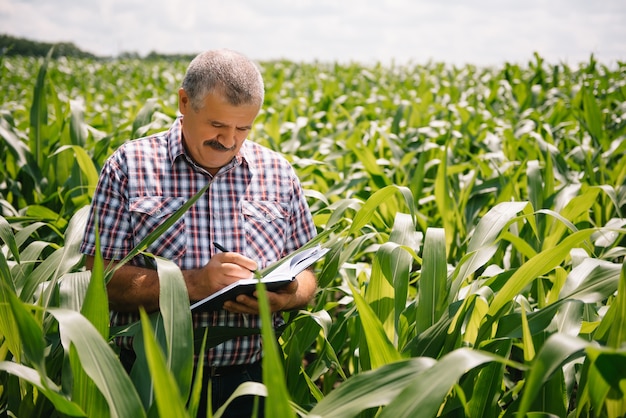 Agriculteur Adulte Vérifiant Les Plantes De Sa Ferme. L'agronome Tient La Tablette Dans Le Champ De Maïs Et Examine Les Cultures. Concept Agroalimentaire. Ingénieur Agricole Debout Dans Un Champ De Maïs Avec Une Tablette.