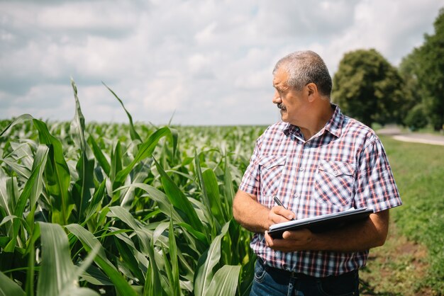 Photo agriculteur adulte vérifiant les plantes de sa ferme. l'agronome tient la tablette dans le champ de maïs et examine les cultures. concept agroalimentaire. ingénieur agricole debout dans un champ de maïs avec une tablette.