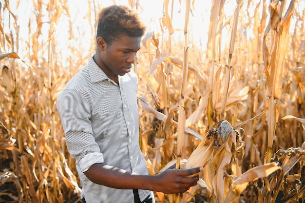 Agriculteur africain tenant des produits biologiques de maïs de la ferme. Concept d'agriculture ou de culture