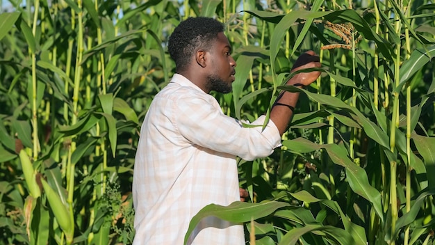 Un agriculteur afro-américain examine le maïs évaluant la récolte
