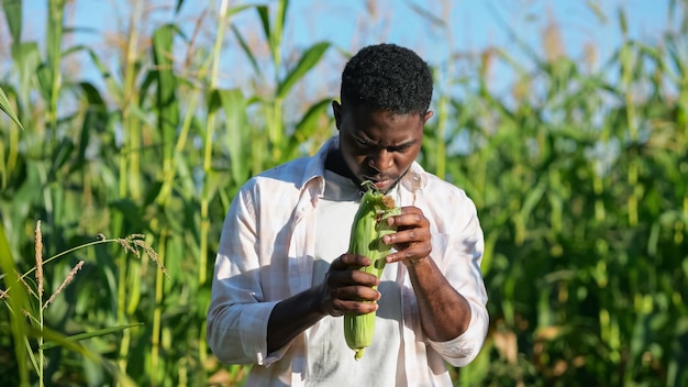 Un agriculteur afro-américain examine minutieusement l'épi de maïs