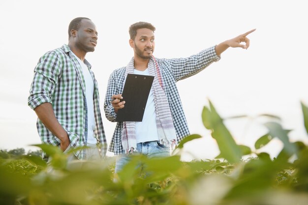 Un agriculteur afro-américain et un homme d’affaires indien discutent de la vente de soja dans un champ de soja.