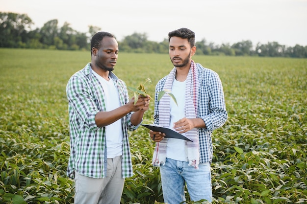 Un agriculteur afro-américain et un homme d’affaires indien discutent de la vente de soja dans un champ de soja.