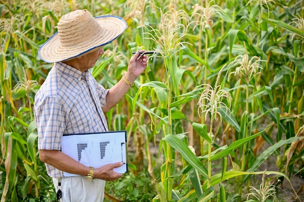 Un agriculteur d'âge asiatique inspectant la qualité du maïs et vérifiant les parasites travaillant dans un champ de maïs