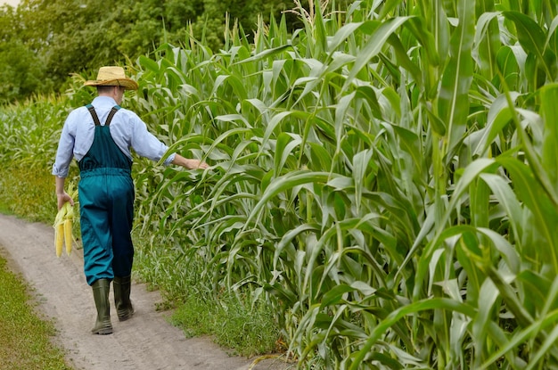 Agriculteur d'âge moyen inspectant le maïs sur le terrain