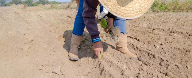 Agriculteur agricole durable plantant des oignons de manière écologique