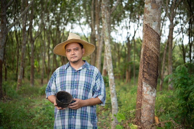 Agriculteur agriculteur asiatique mécontent de la faible productivité de rendement dans une plantation d'hévéas avec du latex naturel d'hévéa en rangée est l'agriculture récoltant du caoutchouc naturel pour l'industrie en Thaïlande