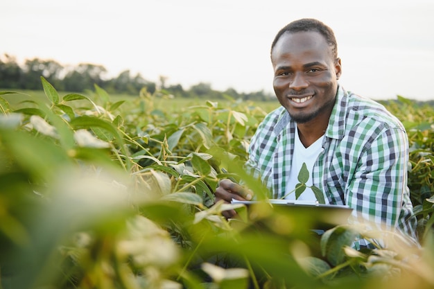 Un agriculteur ou un agronome afro-américain inspecte le soja dans un champ au coucher du soleil