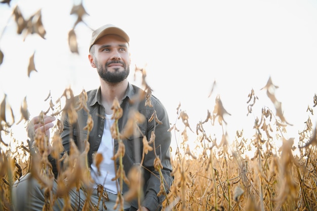 agriculteur ou agronome dans un champ de soja examinant la culture au coucher du soleil