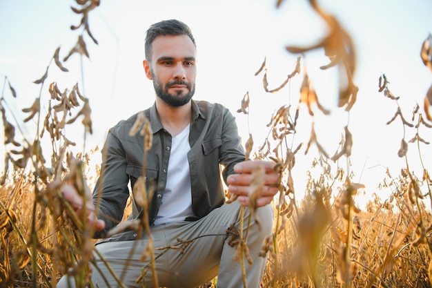 agriculteur ou agronome dans un champ de soja examinant la culture au coucher du soleil