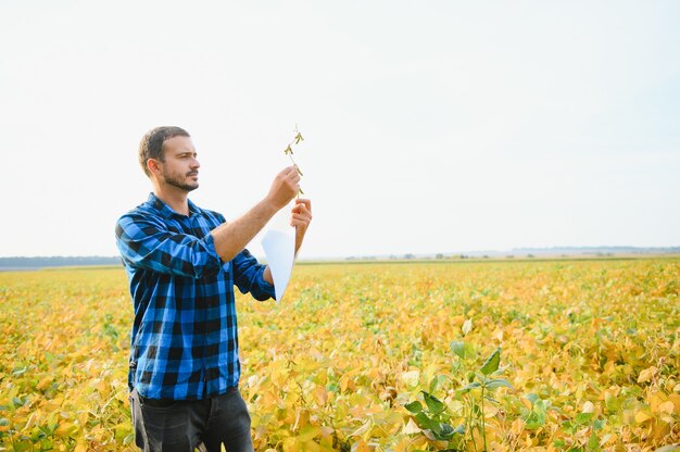 Un agriculteur ou un agronome examine une plante de soja dans un champ.