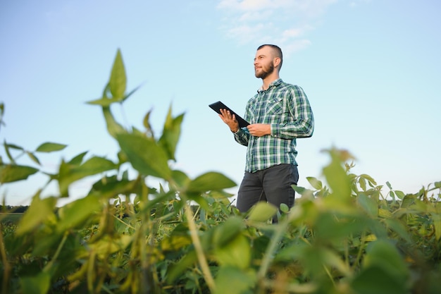 Un agriculteur agronome inspecte le soja vert poussant dans un champ Agriculture