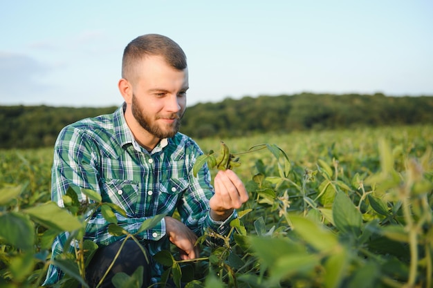 Un agriculteur agronome inspecte le soja vert qui pousse dans un champ. Agriculture