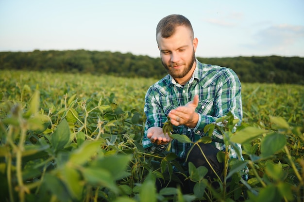 Un agriculteur agronome inspecte le soja vert qui pousse dans un champ. Agriculture