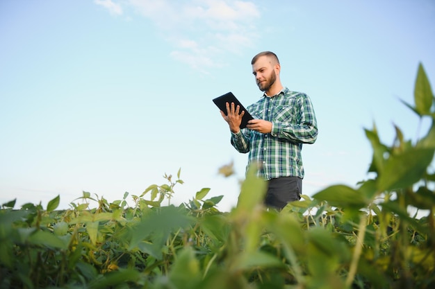 Un agriculteur agronome inspecte le soja vert qui pousse dans un champ. Agriculture