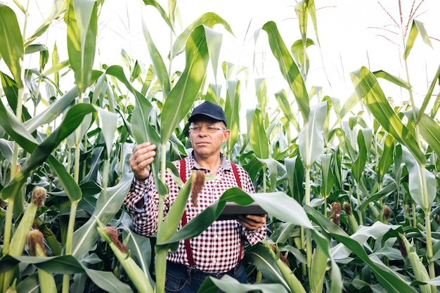 Agriculteur agronome surveille la récolte de maïs vue de face d'un champ de maïs un agriculteur agronome dans le champ