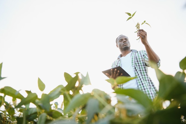 Un agriculteur ou un agronomiste afro-américain inspecte le soja dans un champ au coucher du soleil
