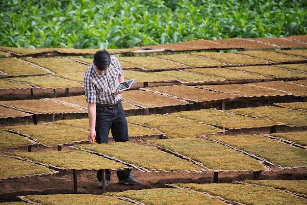 Agriculteur Application de la technologie moderne dans l&#39;activité de culture agricole dans la ferme du tabac.