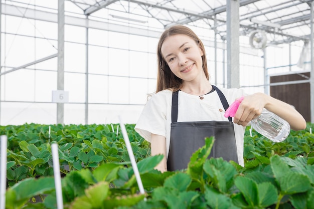 Agriculteur arrosant l'engrais avec un spray brumeux plantant des fraises dans une maison de verre intérieure avec soin sourire heureux