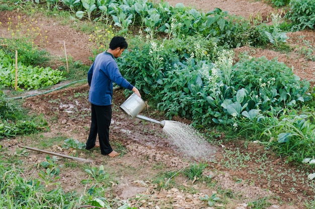 Agriculteur arroser les légumes dans la campagne de la Thaïlande.