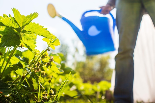 Un agriculteur avec un arrosoir de jardin arrose des plantes potagères en été Concept de jardinage Plantes agricoles poussant dans la rangée de lits