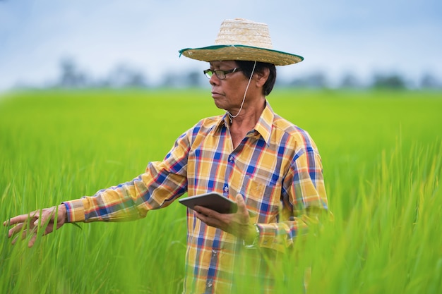 Agriculteur asiatique à l'aide de tablette numérique dans un champ de riz vert