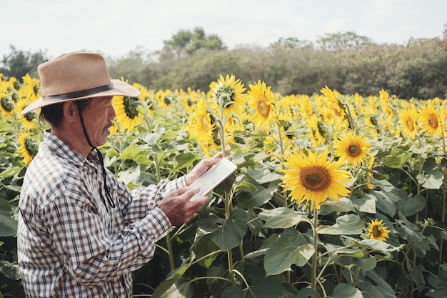 Agriculteur asiatique à l&#39;aide de tablette numérique dans la ferme de tournesol