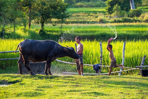 Agriculteur asiatique avec buffle dans une rizière, l'homme asiatique aime et baigne son buffle dans la campagne thaïlandaise.