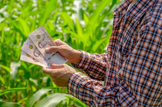 Agriculteur asiatique en chemise rayée tenant des billets au champ de maïs