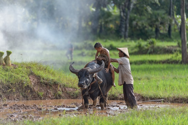 Agriculteur asiatique et enfant dans une rizière avec buffle