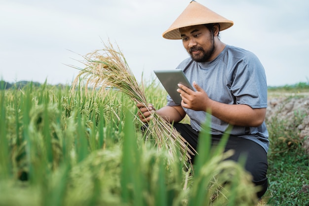 Agriculteur asiatique heureux tenant des grains de riz dans le domaine