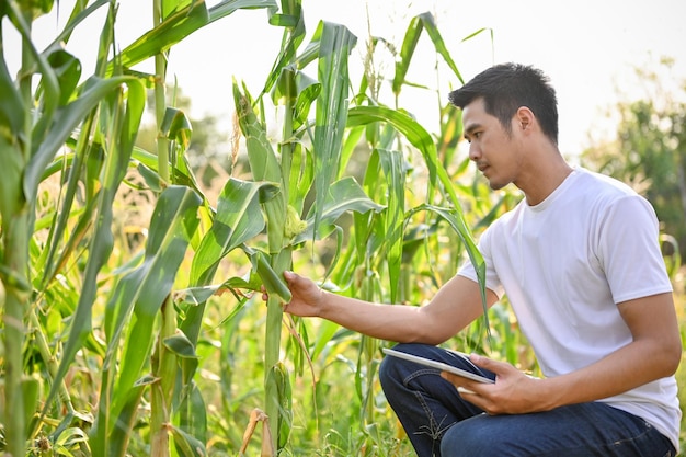 Un agriculteur asiatique professionnel avec tablette inspectant la qualité du maïs dans sa ferme