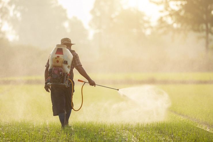 Photo agriculteur asiatique pulvérisant des engrais sur un jeune champ de riz vert
