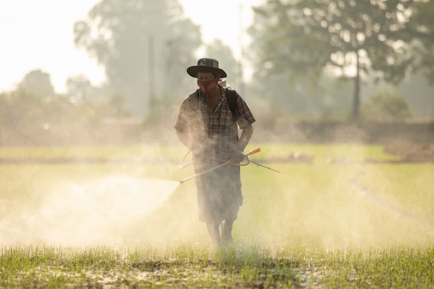 Agriculteur asiatique pulvérisant des engrais sur un jeune champ de riz vert