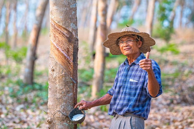 Agriculteur asiatique avec des tasses d'hévéa en latex dans une plantation de caoutchouc