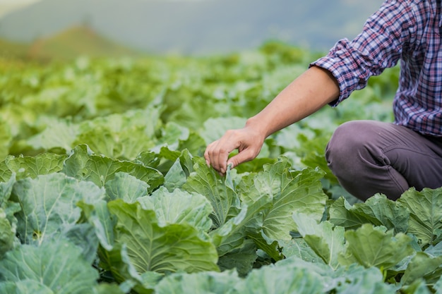 Agriculteur asiatique tenant de jeunes plants dans sa ferme dans le potager