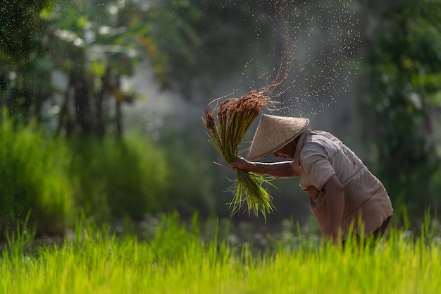 Photo agriculteur asiatique transplanter des plants de riz dans un champ de riz, agriculteur plantant du riz pendant la saison des pluies.