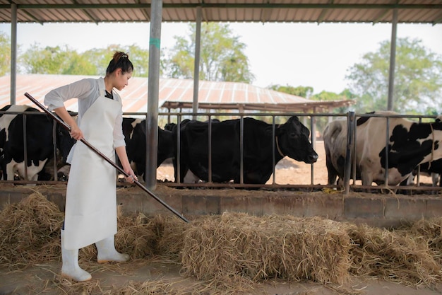 Agriculteur asiatique Travail dans une ferme laitière rurale en dehors de la ville Jeunes personnes avec une vache