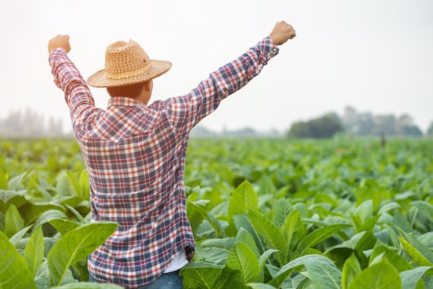 Agriculteur asiatique travaillant dans le domaine de l'arbre à tabac écartant les bras et levant son poing de succès avec joie en se sentant très bien tout en travaillant Bonheur pour le concept d'entreprise agricole