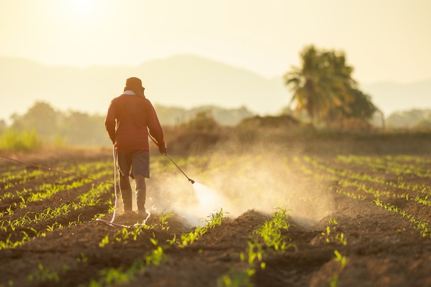 Agriculteur asiatique travaillant dans le domaine et pulvérisant des produits chimiques