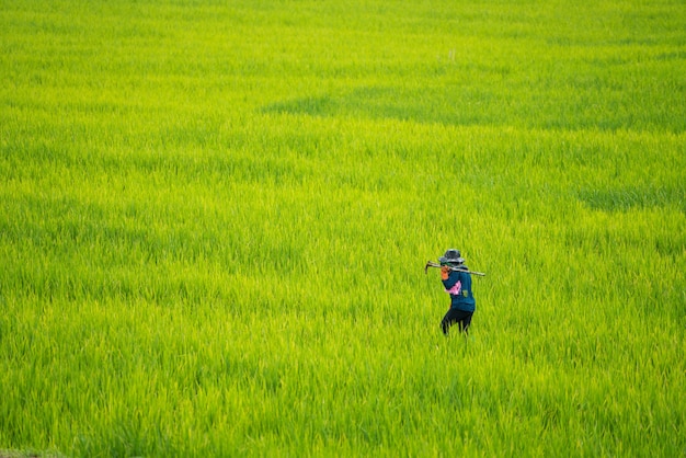 Agriculteur asiatique travaillant dans la rizière