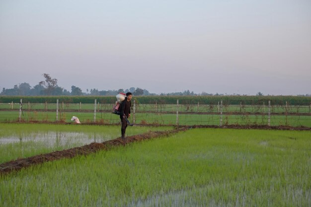 Un agriculteur asiatique utilise un Knapsack Mist Duster pour planter des engrais chimiques sur sa ferme de riz vert