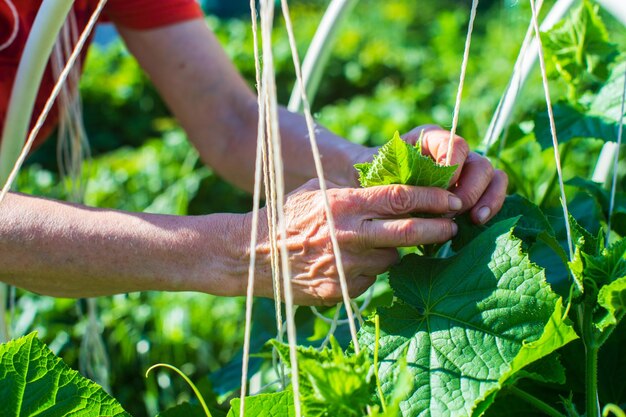 Photo l'agriculteur attache les plantes dans le jardin potager de la ferme concept d'horticulture et de plantation plantes agricoles qui poussent dans les lits de jardin