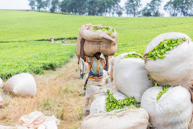Un agriculteur au travail transporte un sac de feuilles de thé récoltées dans une plantation en Afrique