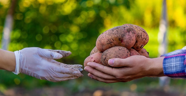 Un agriculteur aux mains sales tient dans ses mains des pommes de terre fraîchement cueillies