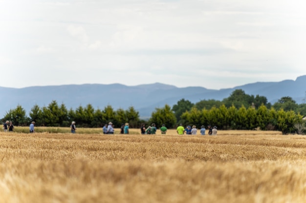 agriculteur biologique régénérateur apprenant les cultures céréalières et observant la croissance des plantes dans une ferme pratiquant une agriculture durable